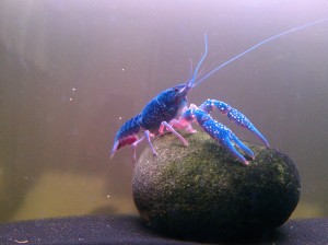 Come visit Crayfish City: http://crayfishcity.tumblr.com/