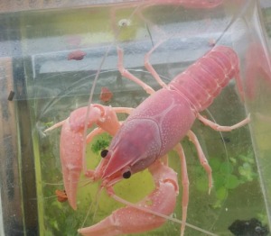 A pink procambarus clarkii crayfish